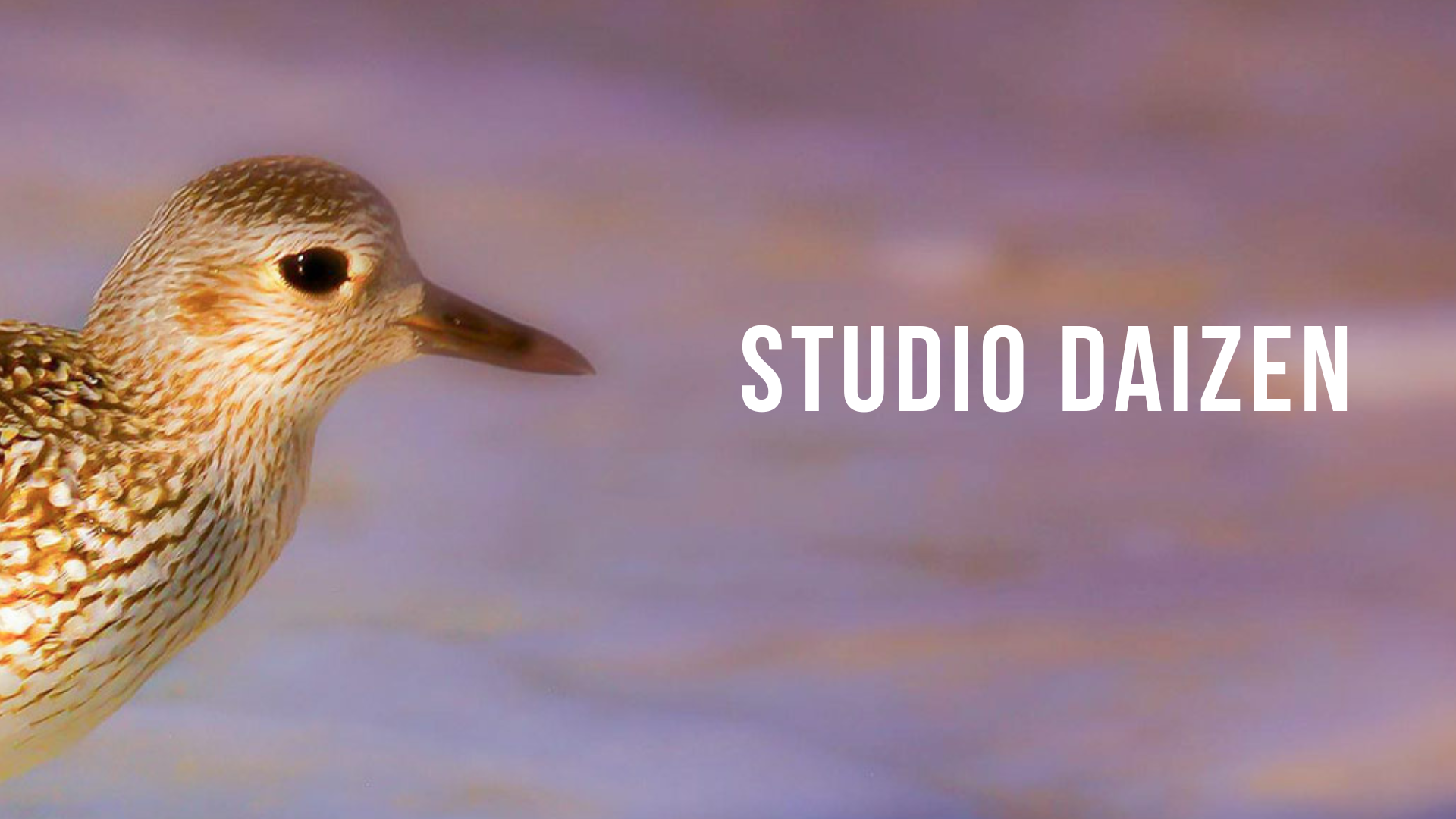 STUDIO DAIZEN